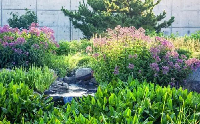 石竹宿根花卉種植案例