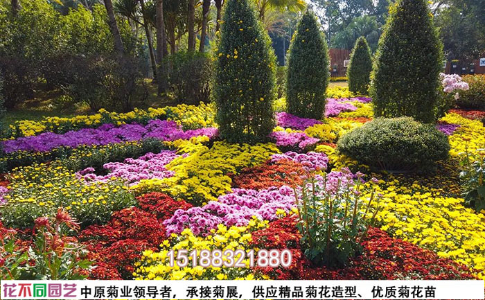 菊花花?；焐M合設計配色方案
