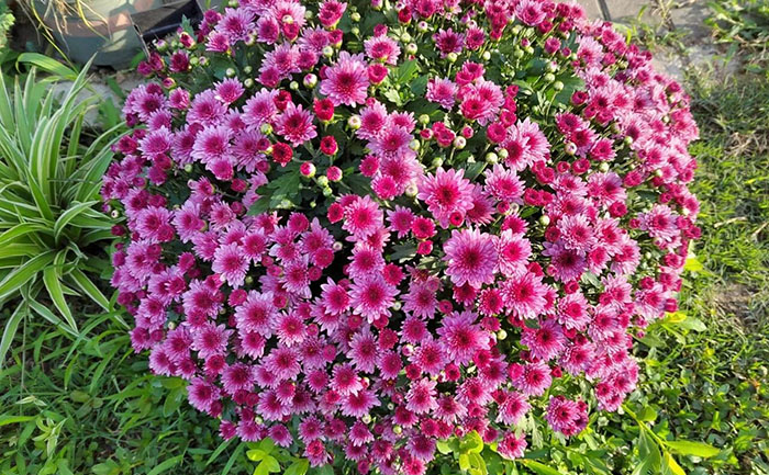 紫國慶菊花種苗